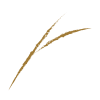 Fino